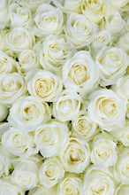 Load image into Gallery viewer, Long Stem Roses
